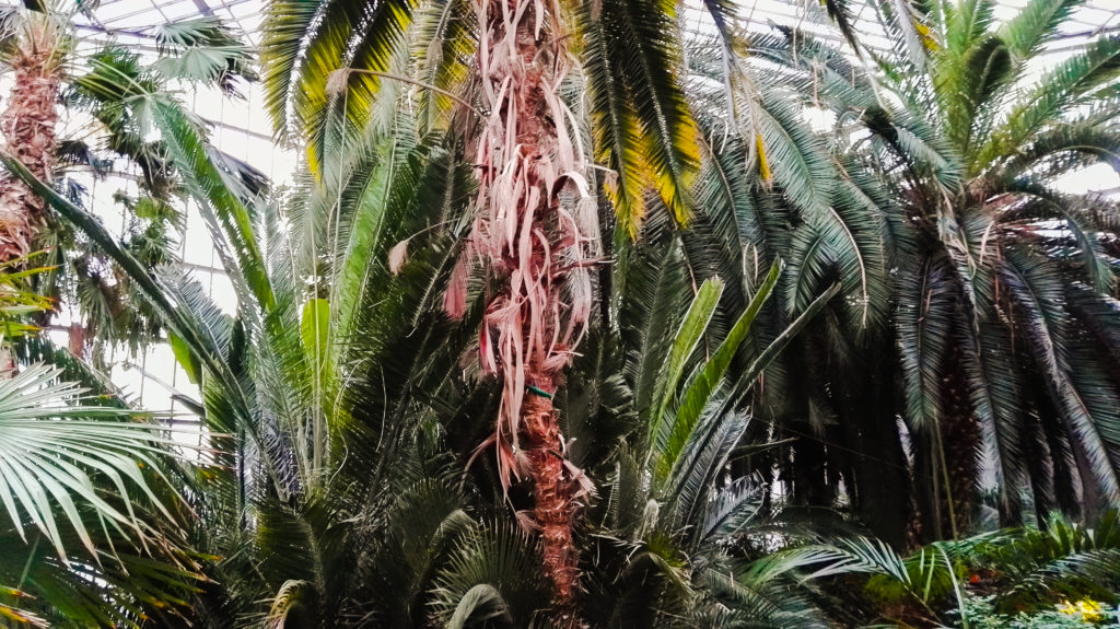 palmiarnia gliwice palmy