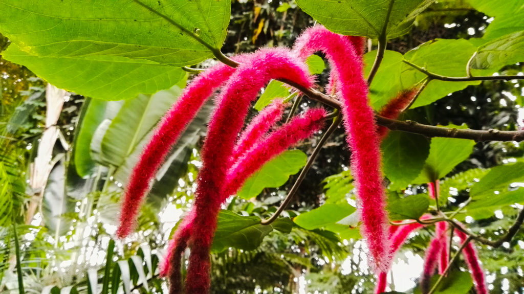 palmiarnia gliwice kwiat