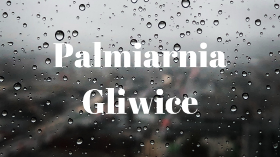 Read more about the article Pomysł na brzydką pogodę? Palmiarnia Gliwice!